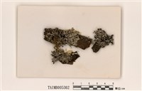 藏品(擬粉袋梅衣)的圖片